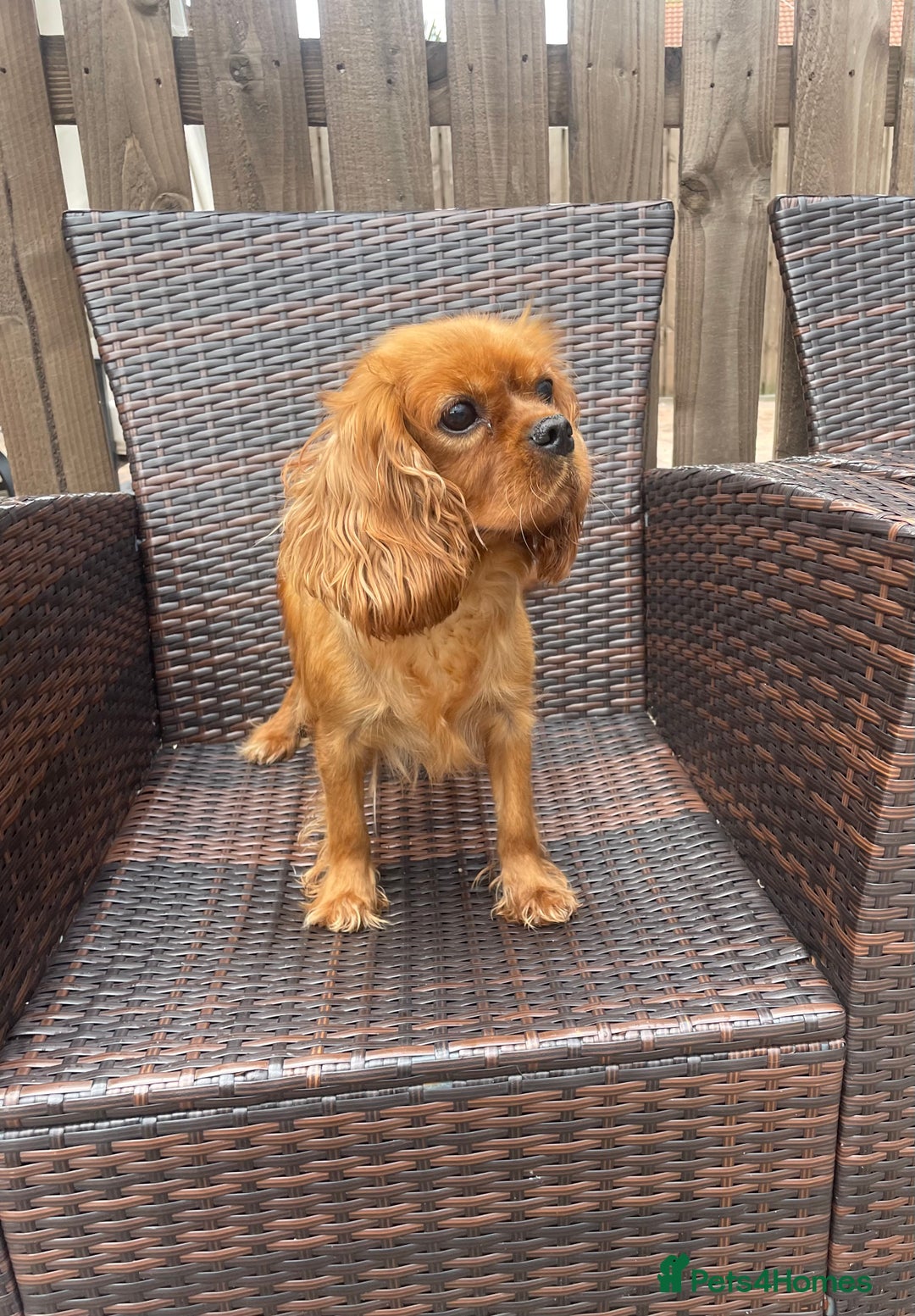 Cavalier King Charles Spaniel dogs for sale: Cavalier King Charles  - Image 13