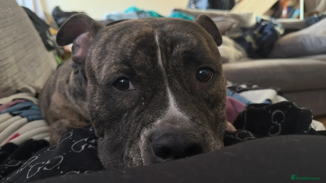 American Bulldog dogs for sale: Rascal  in New Malden - Advert 2