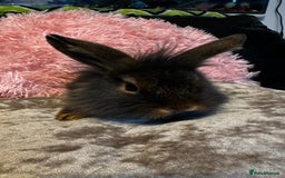 Mixed Breed rabbits for sale: Netherland dwarf and lionhead mixed bunnies - Image 28