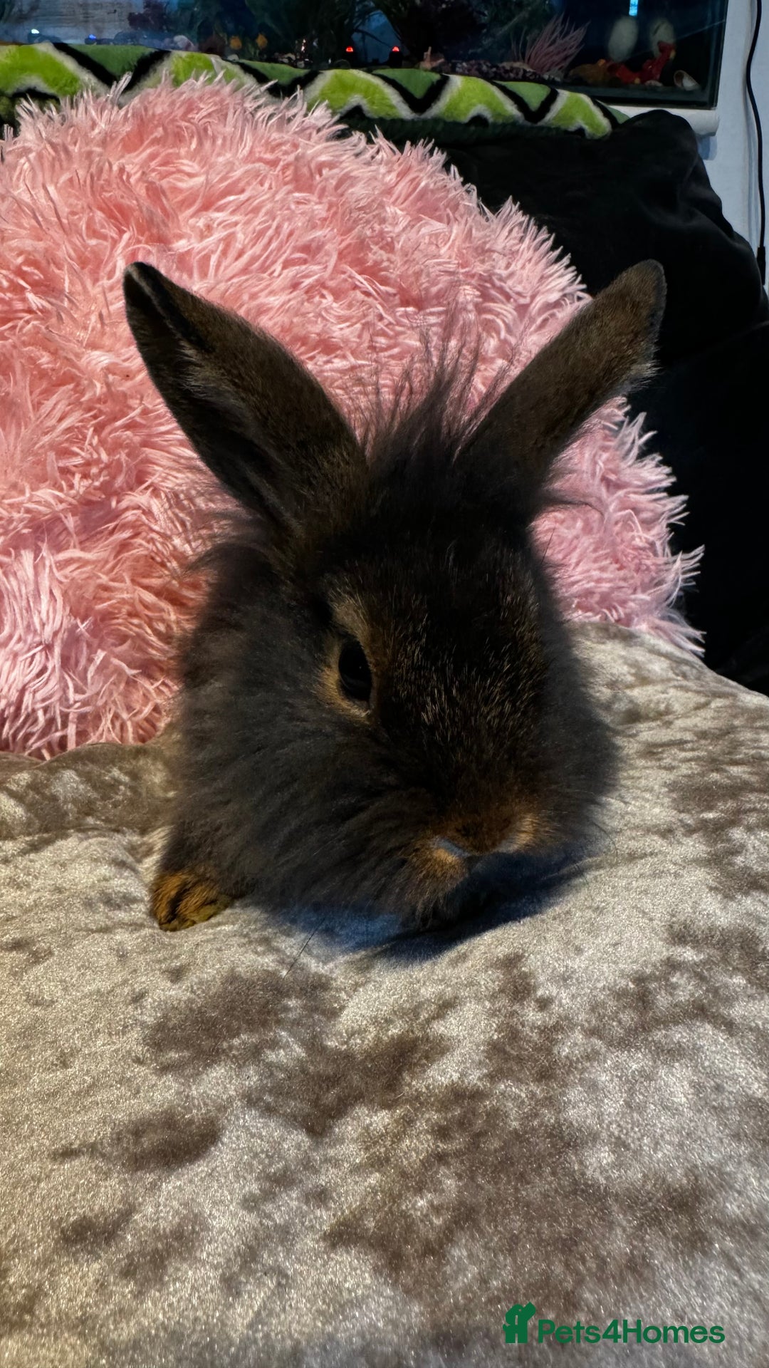 Mixed Breed rabbits for sale: Netherland dwarf and lionhead mixed bunnies - Image 28
