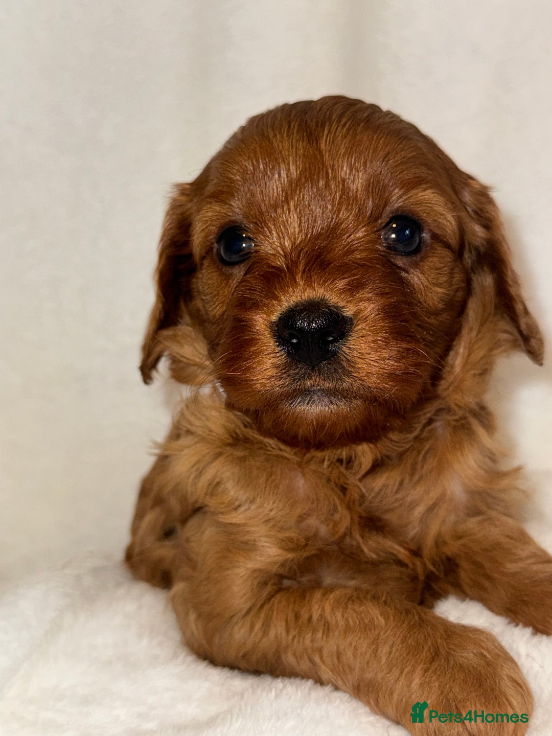Cavapoo dogs for sale: 4 Gorgeous f1 Cavapoo’s. Parents health tested - Advert 37