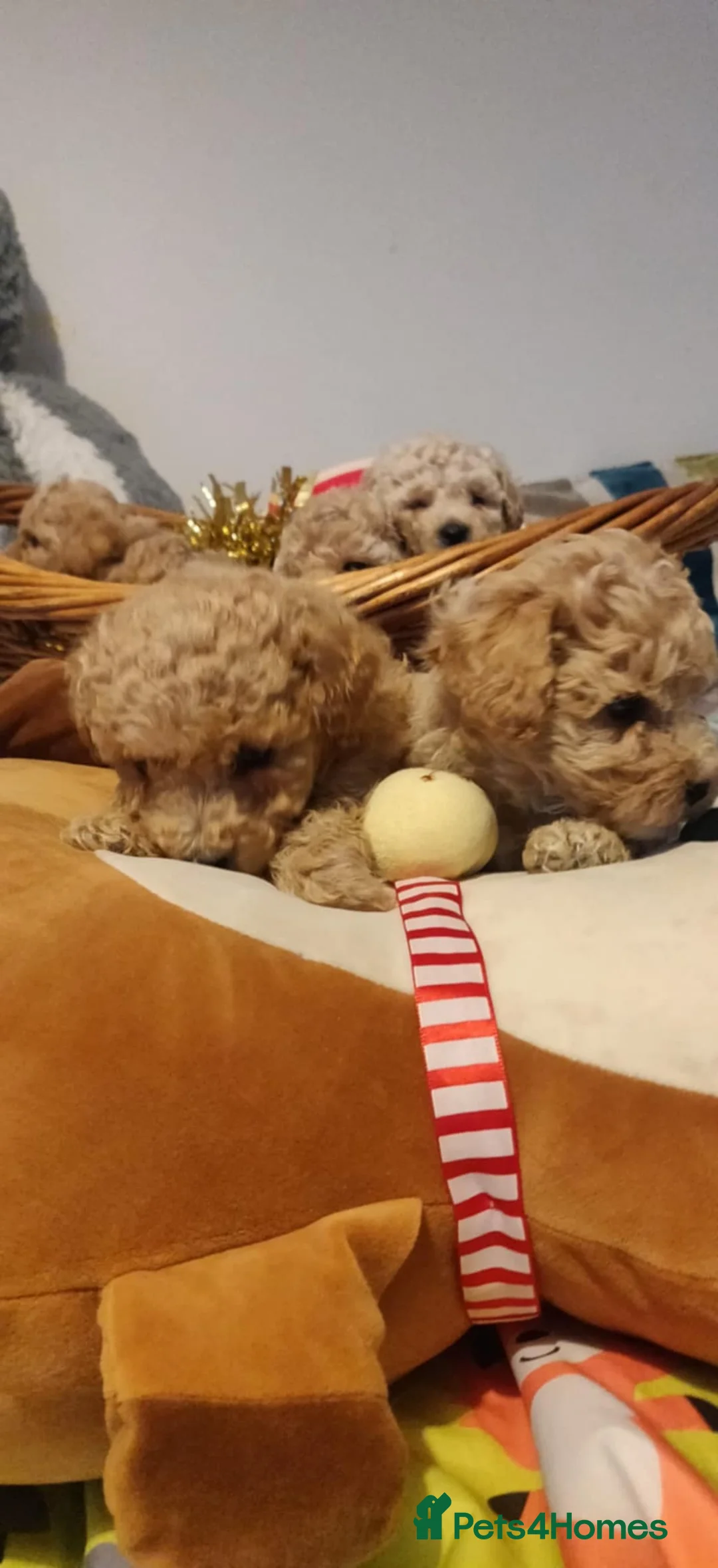 Maltipoo dogs for sale: Beautiful maltipoo puppys - Advert 10