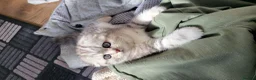 British Shorthair cats for sale: Amazing Scottish fold girls - Advert 18