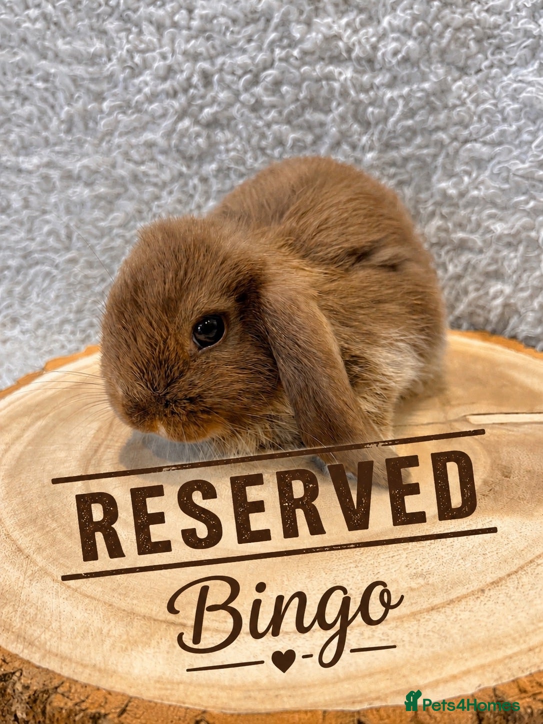 Mini Lop rabbits 🐰 Mini Lop Bunnies Looking for Loving Homes 🐰 - Advert 2