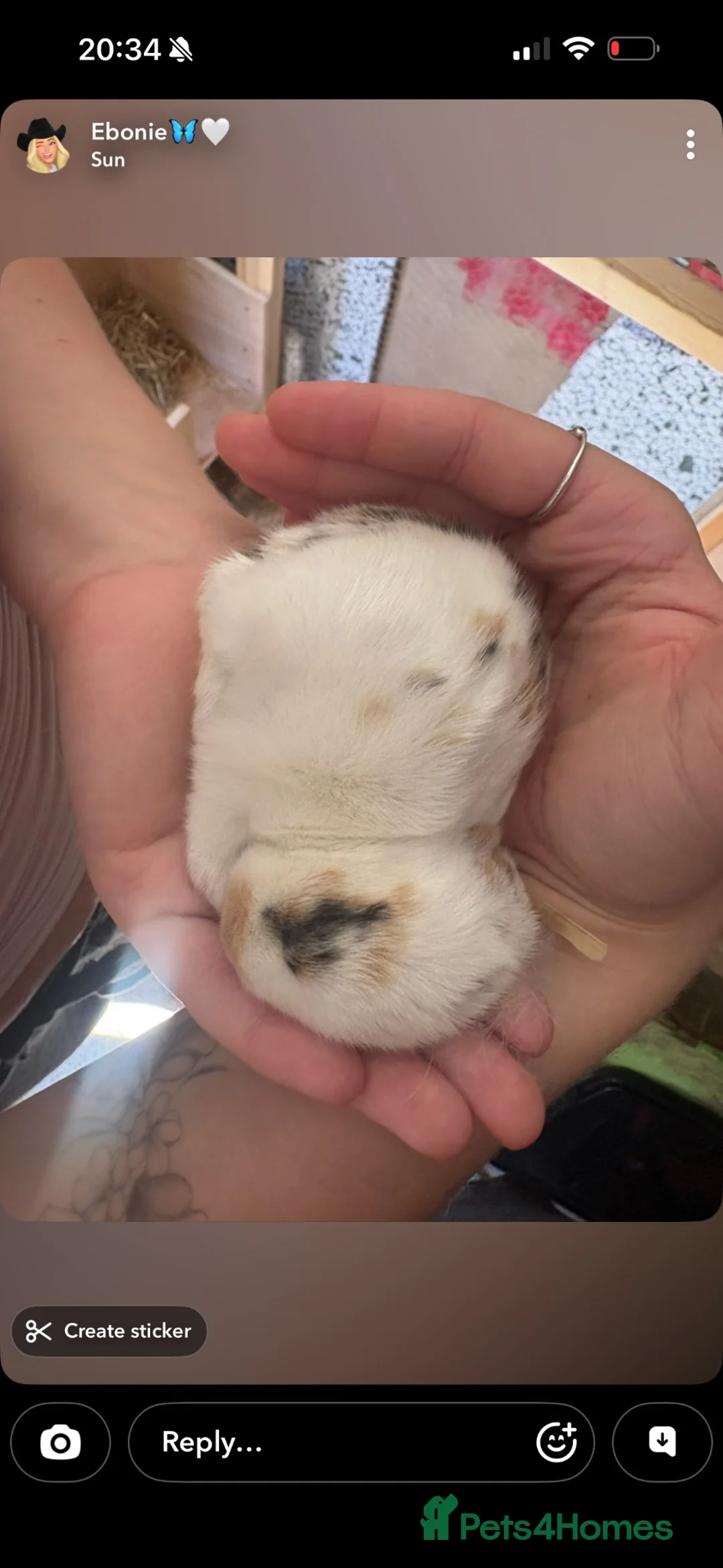 Mini Lop rabbits for sale: 3 week old mini lops  in Shepton Mallet - Advert 2