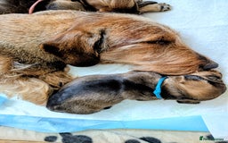 Dachshund dogs for sale: Standard Wirehaired Dachshund Puppies - Image 33