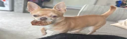 Chihuahua dogs for stud: KC Reg Fawn Cream Smooth Coat Chihuahua — For Stud in Brighton - Advert 2