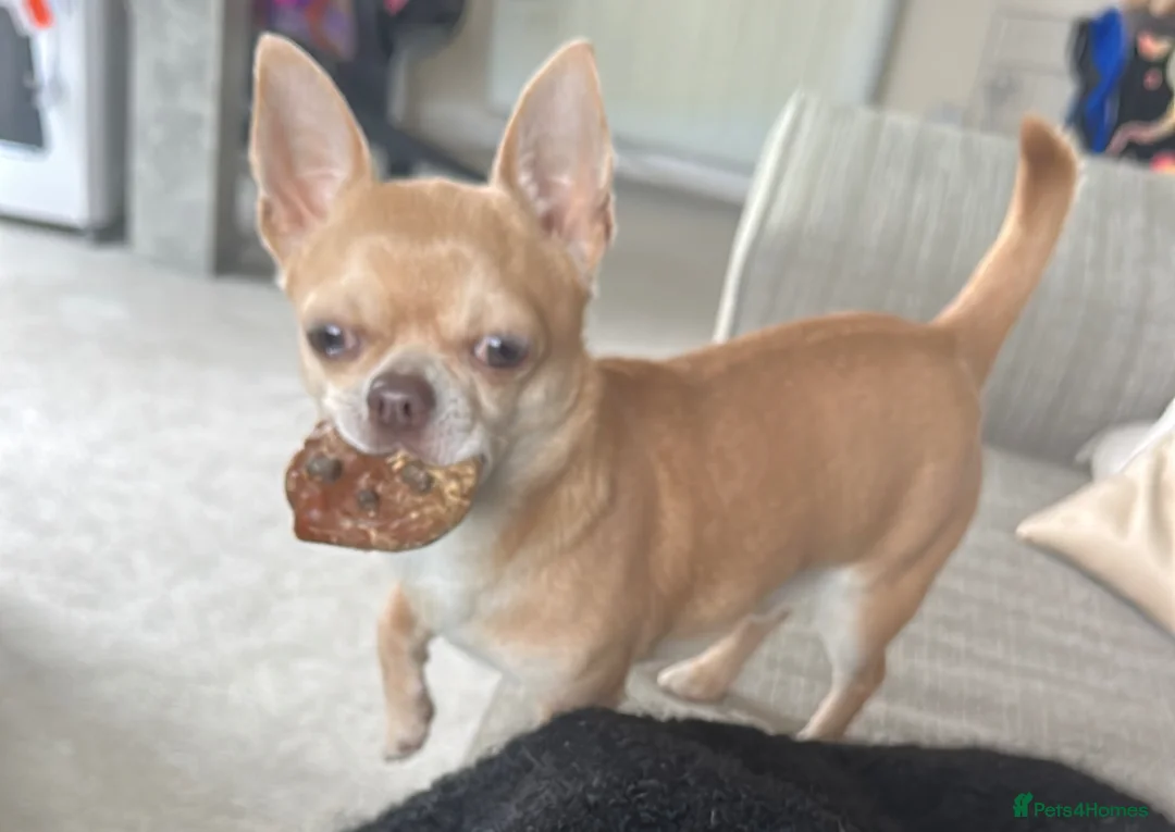 Chihuahua dogs for stud: KC Reg Fawn Cream Smooth Coat Chihuahua — For Stud in Brighton - Advert 2
