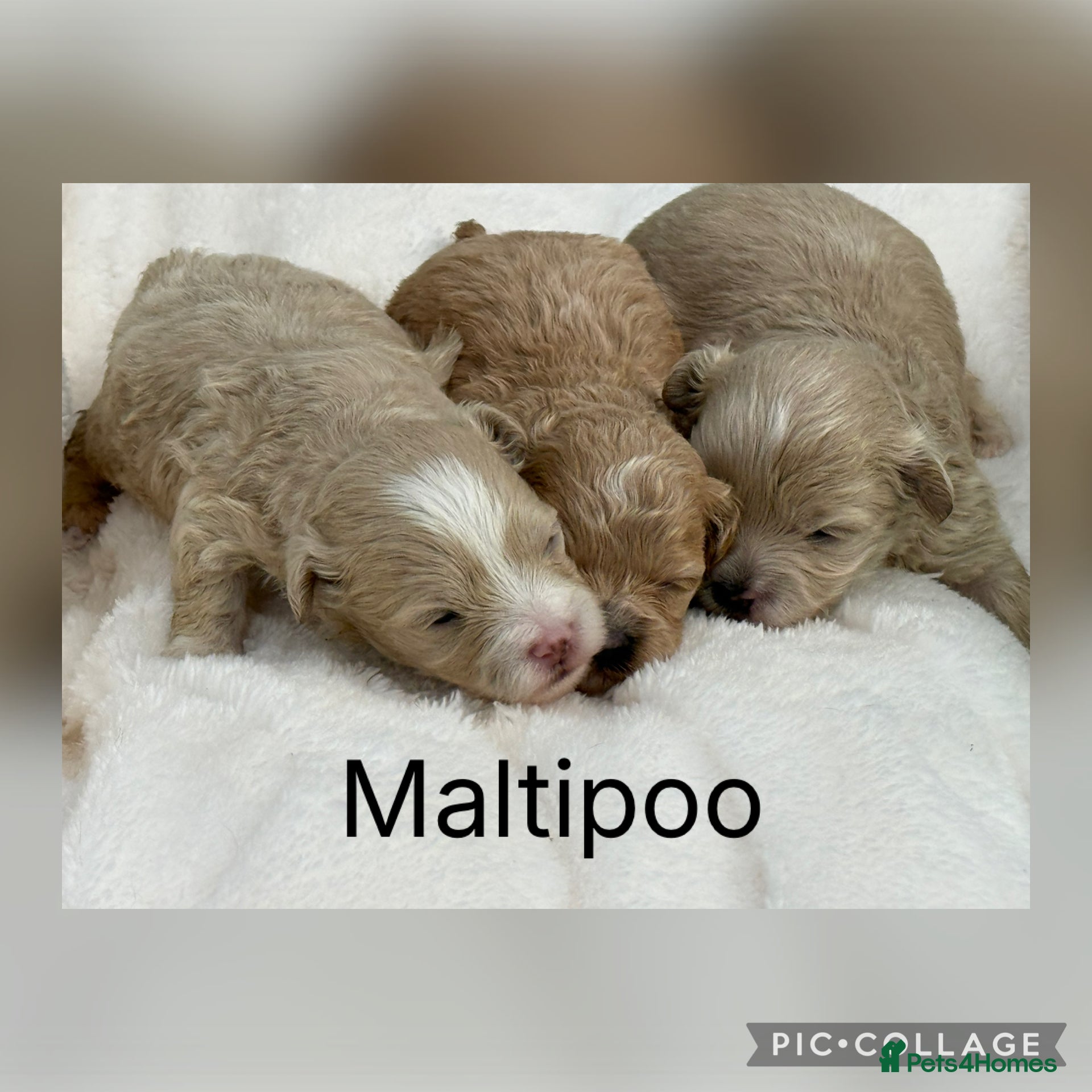 Maltipoo dogs Gorgeous Teddy Bear F1 Maltipoo  - Advert 1