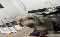 Mixed Breed dogs for sale: Baby girl available  - Advert 7