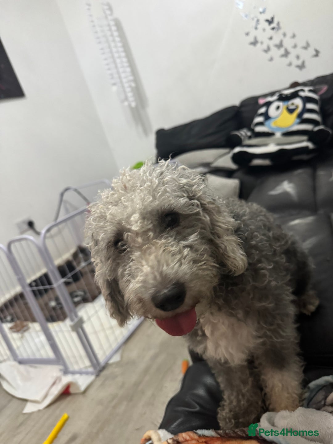 Mixed Breed dogs for sale: Baby girl available  - Advert 7