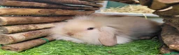 Mini Lion Lop rabbits for sale: Adorable Mini Lion Lops - READY JULY 1ST - Advert 22