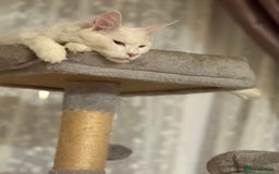 Maine Coon cats for sale: 6 beautiful angels - Image 7