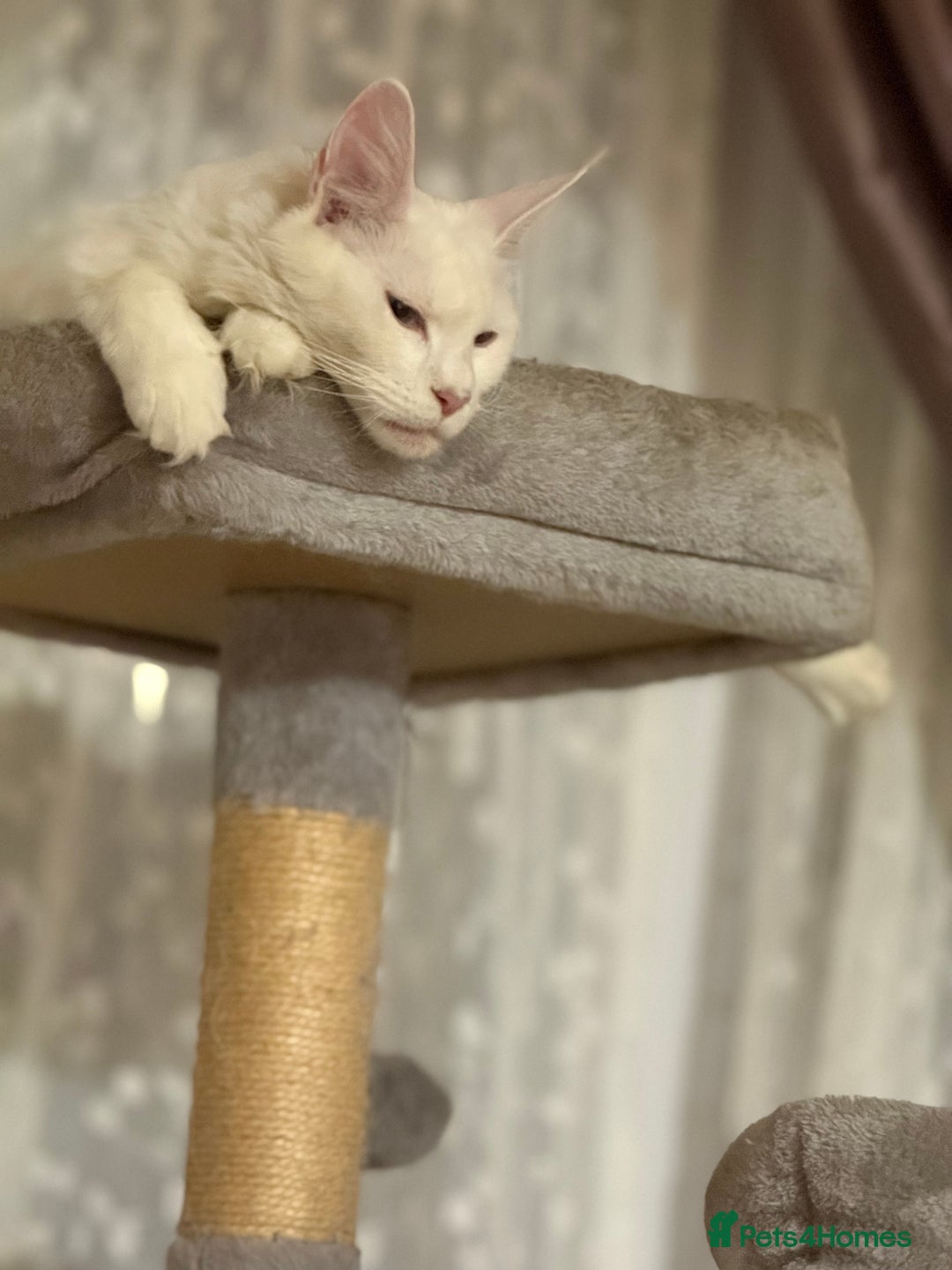 Maine Coon cats for sale: 6 beautiful angels - Image 7