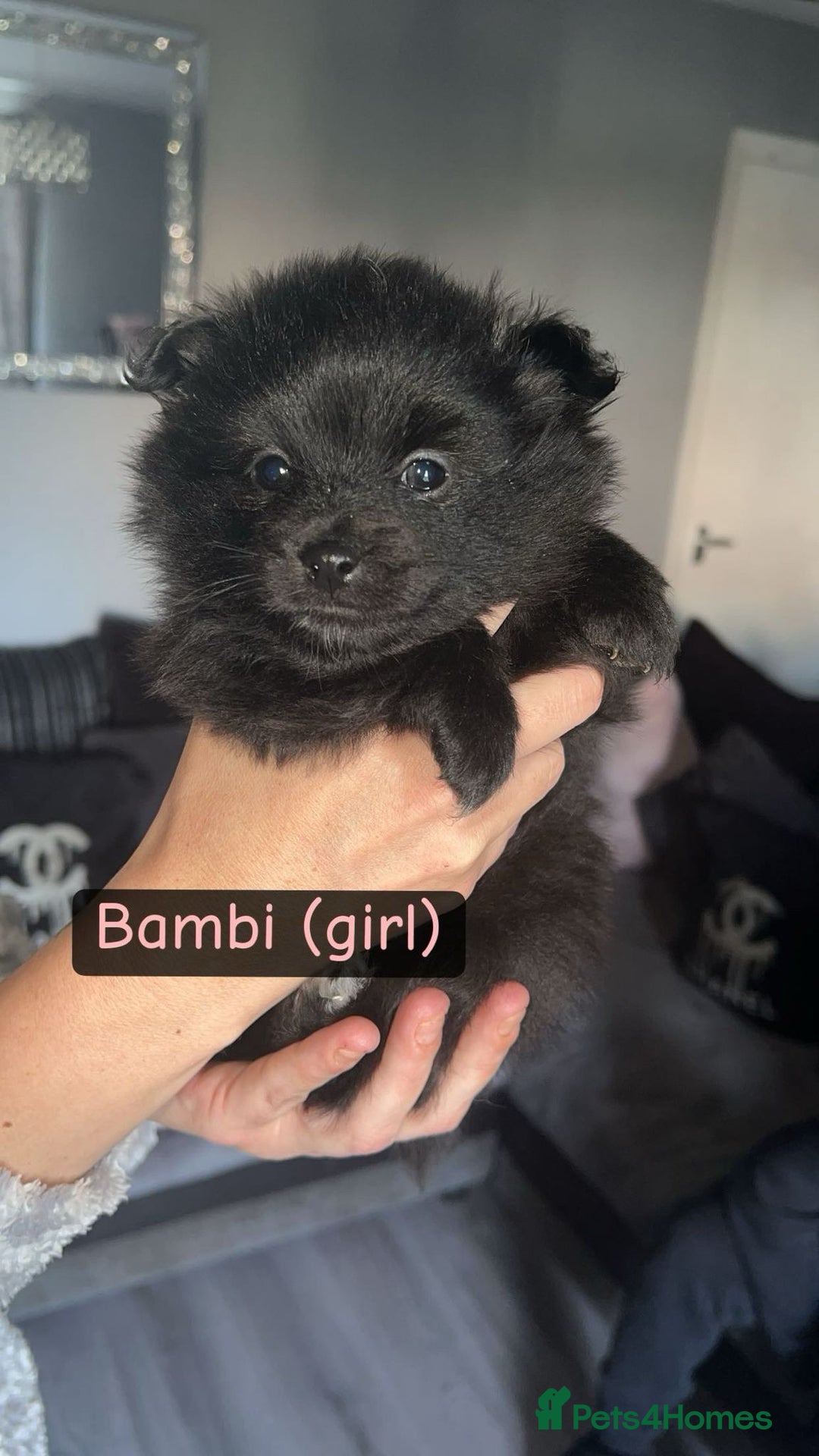 Pomeranian dogs for sale: 😍😍😍 beautiful pom pups 😍😍😍 - Image 6
