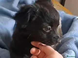 Chihuahua dogs 12 wk old long coat chihuahua boy pup - Advert 1