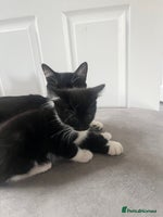 Mixed Breed cats - Advert 12