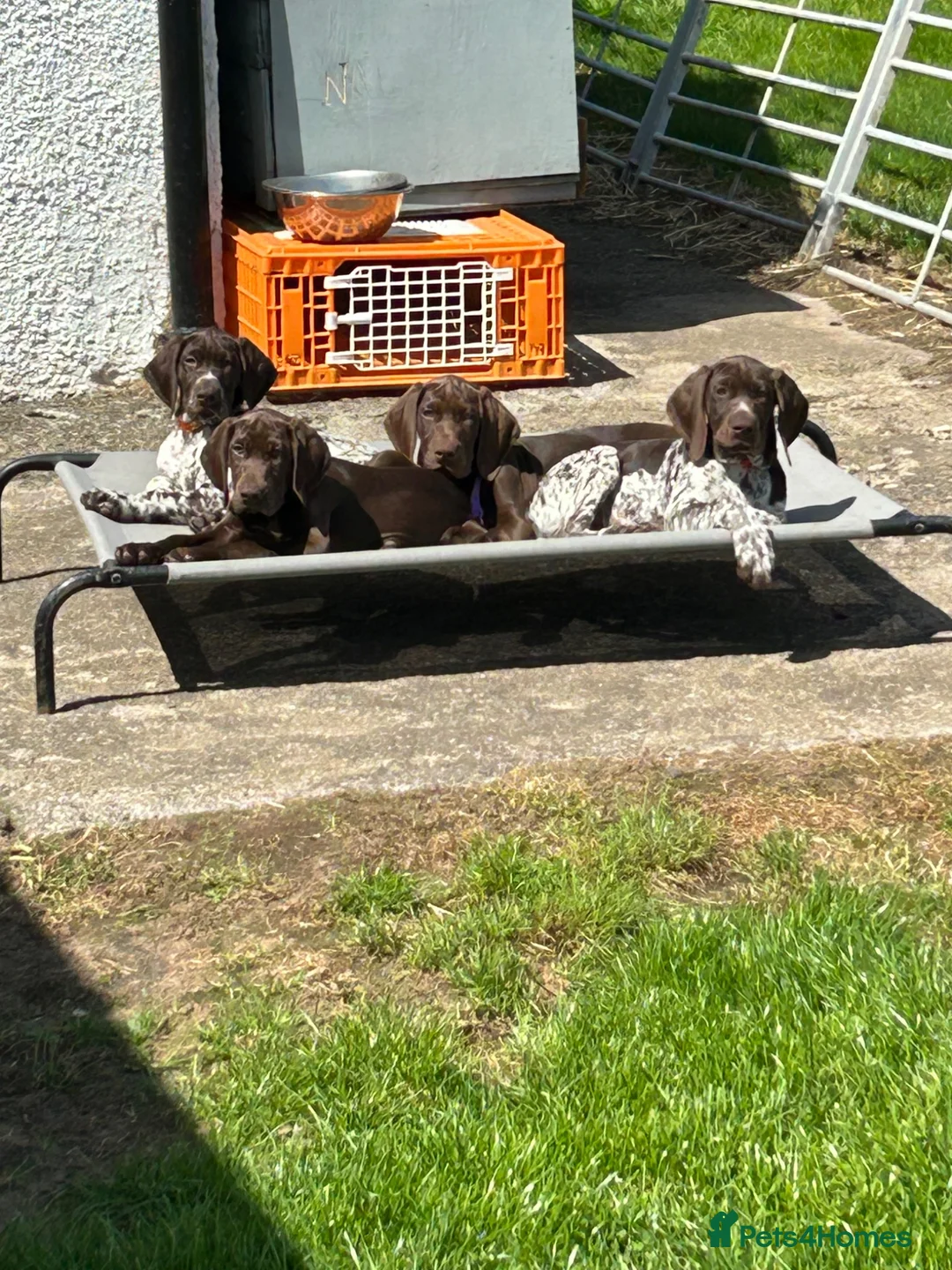 German Shorthaired Pointer dogs for sale: Gamekeeper bred - German Shorthaired Pointer pups - Advert 1
