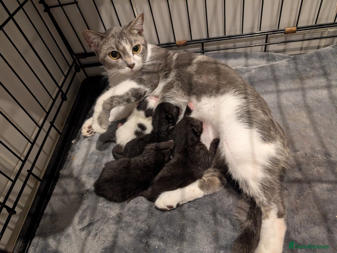 Mixed Breed cats for sale: Soft & Sweet Kittens 🩷💙 - Image 3