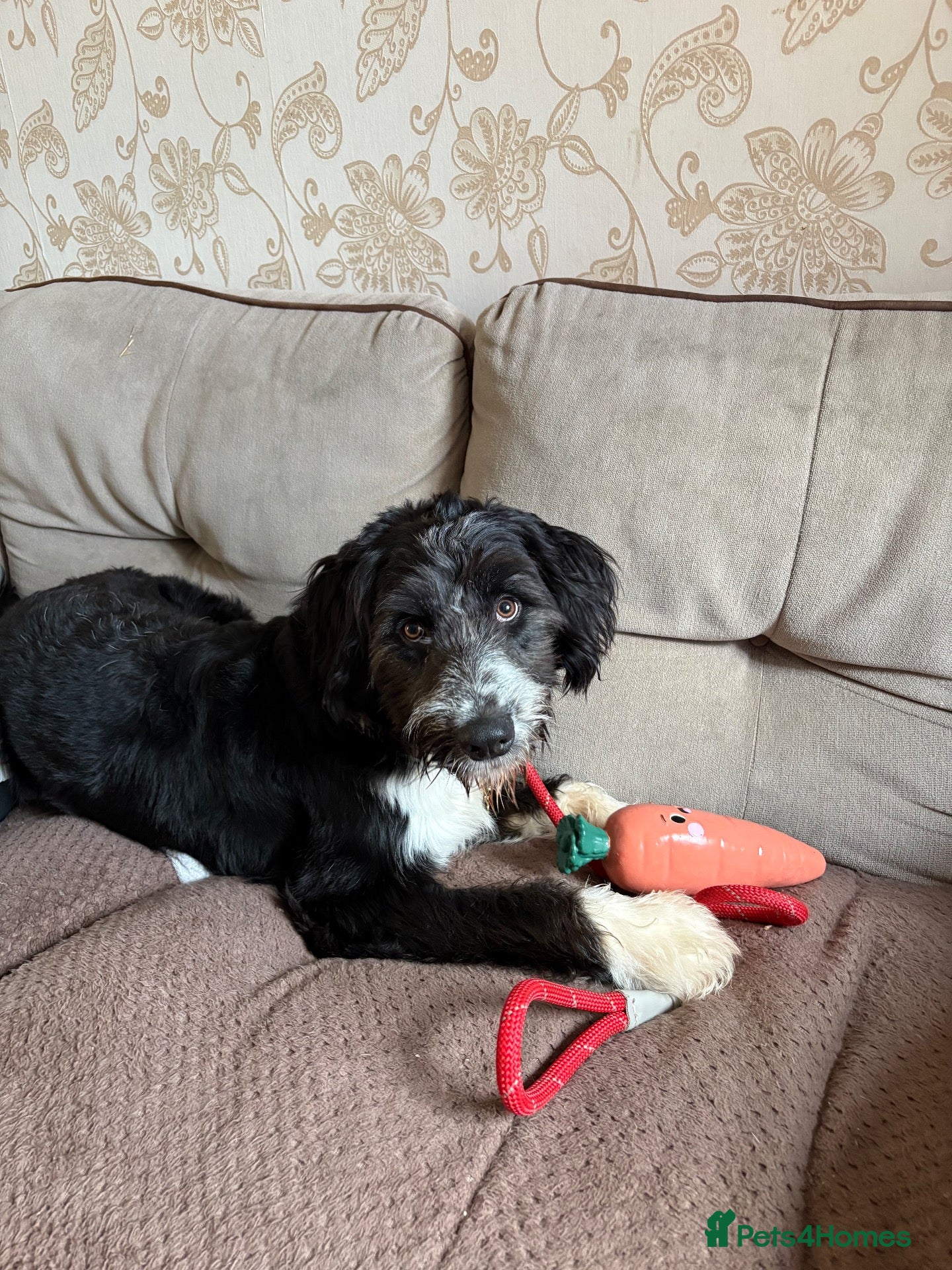 Mixed Breed dogs Colliepoo - Ted - Advert 1