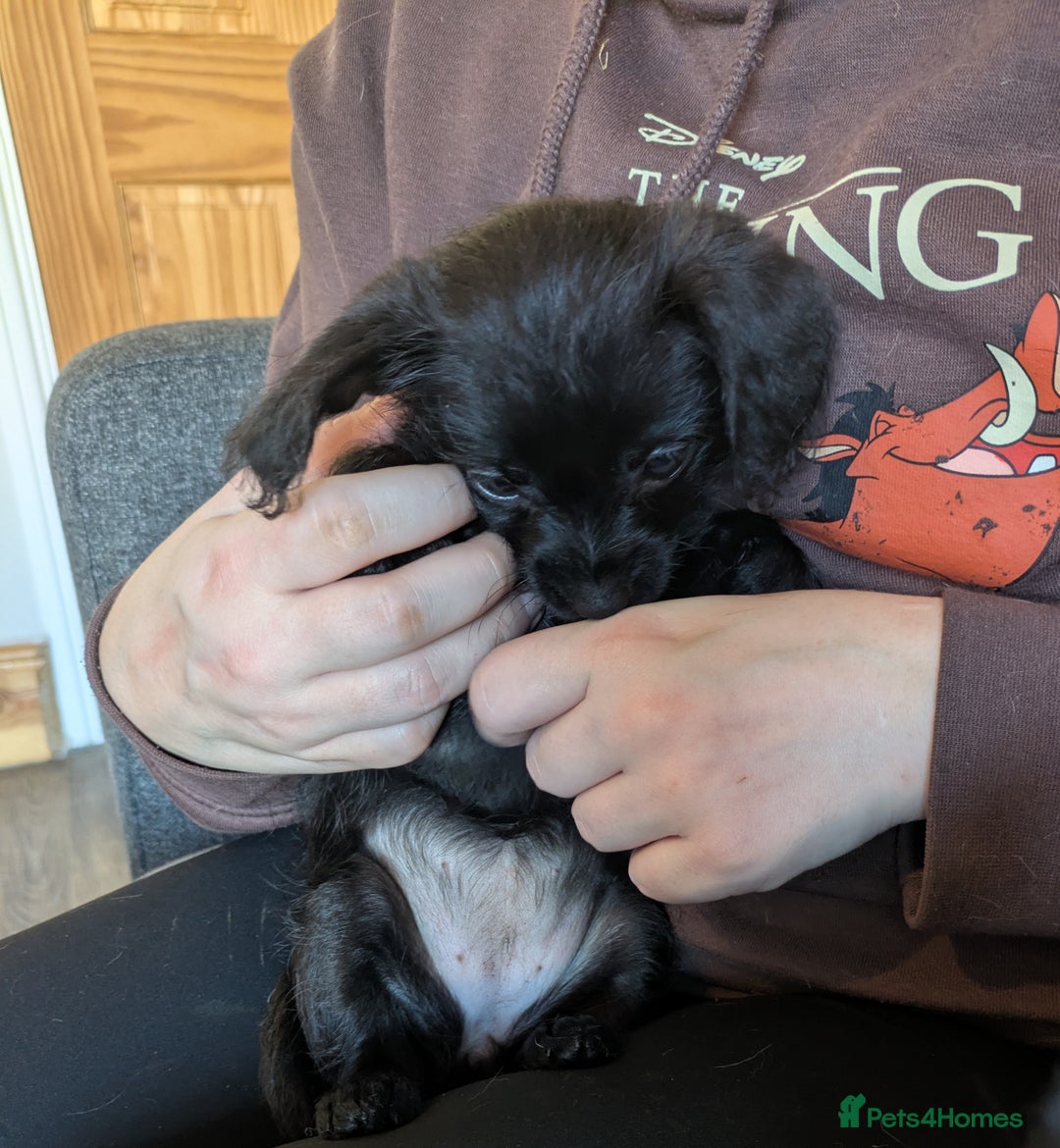 Chipoo dogs for sale: Non shed, health tested  chipoo girl - Advert 9