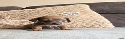 Miniature Dachshund dogs for sale: MINIATURE DACHSHUND PUPPIES🐾 - Advert 7