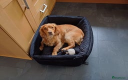 Cocker Spaniel dogs for adoption: Handsome & loyal REGGIE needs a new Loving Home - Image 13