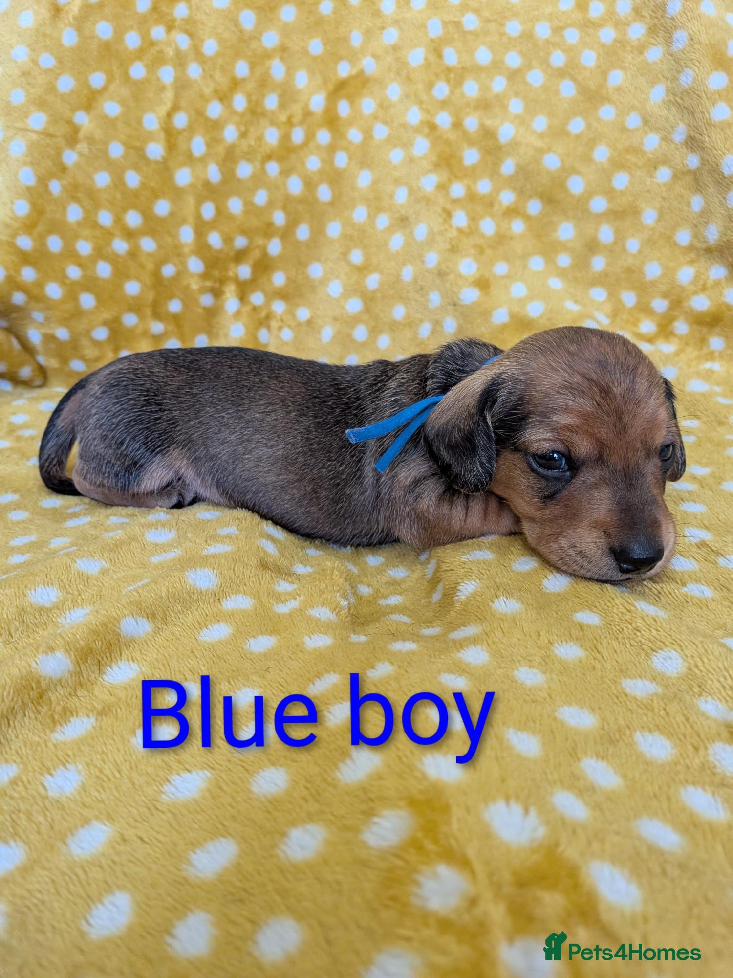 Miniature Dachshund dogs for sale: Mini Smooth Dachshund - Shaded Red Boy  x 2 - Advert 12
