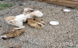 Lhasa Apso dogs for sale: Beautiful lhasa apso  - Image 16