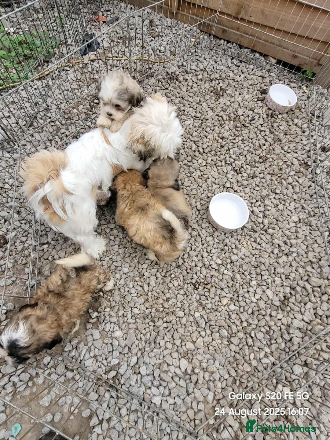Lhasa Apso dogs for sale: Beautiful lhasa apso  - Image 16