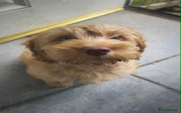 Cockapoo dogs for sale: Beautiful female cockerpoo puppy - Image 1