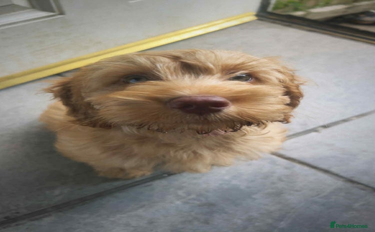 Cockapoo dogs - Advert 7