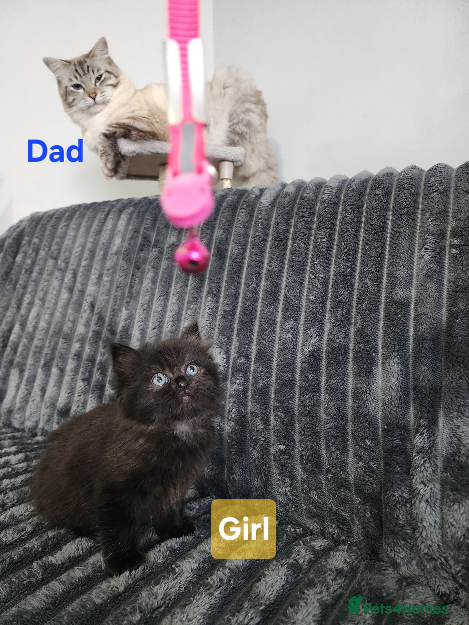 Ragdoll cats  Gorgeous ragdoll Kittens for Sale  - Advert 1