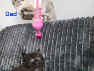 Ragdoll cats Gorgeous ragdoll Kittens for Sale - Advert 1