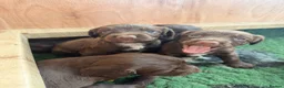 Sprocker dogs for sale: Sprocker Spaniel Puppies in Dunfermline - Advert 4