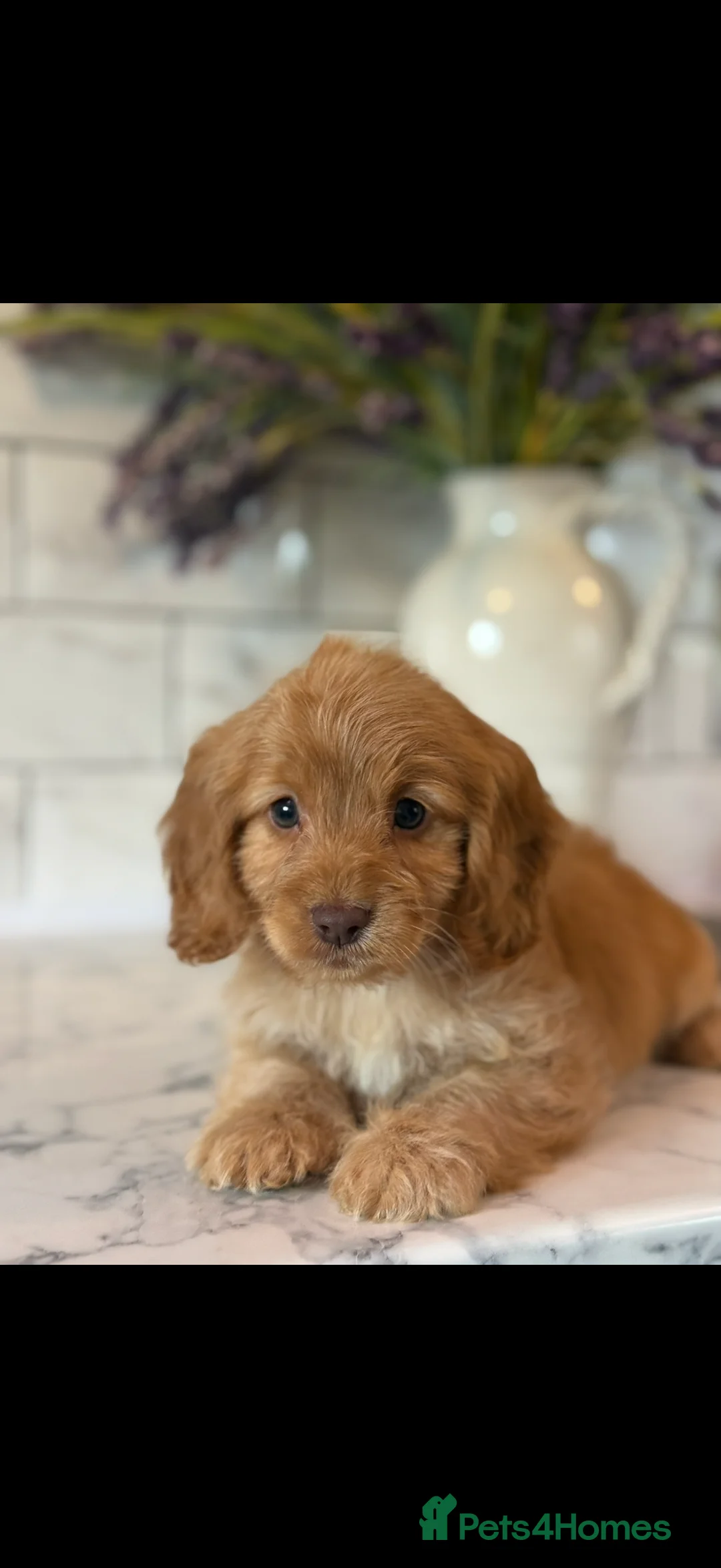 Cavapoo dogs for sale: 🎀 FULLY HEALTH TESTED READY NOW 🎀 - Advert 1