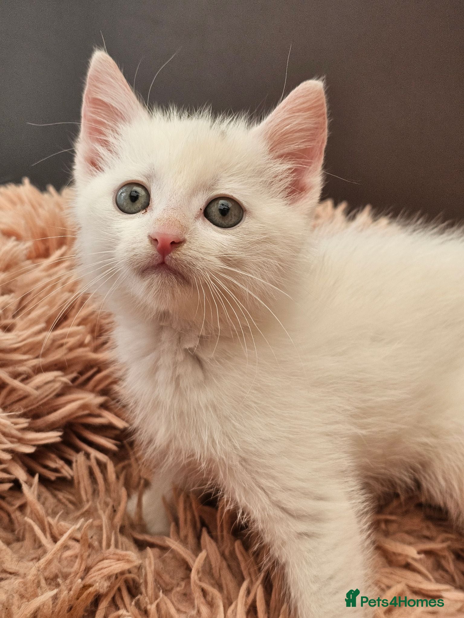 Mixed Breed cats ONLY ONE BOY WHITE KITTEN FOR SALE - Advert 8