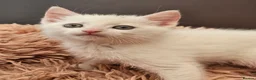 Mixed Breed cats for sale: ONLY ONE BOY WHITE KITTEN FOR SALE - Advert 5
