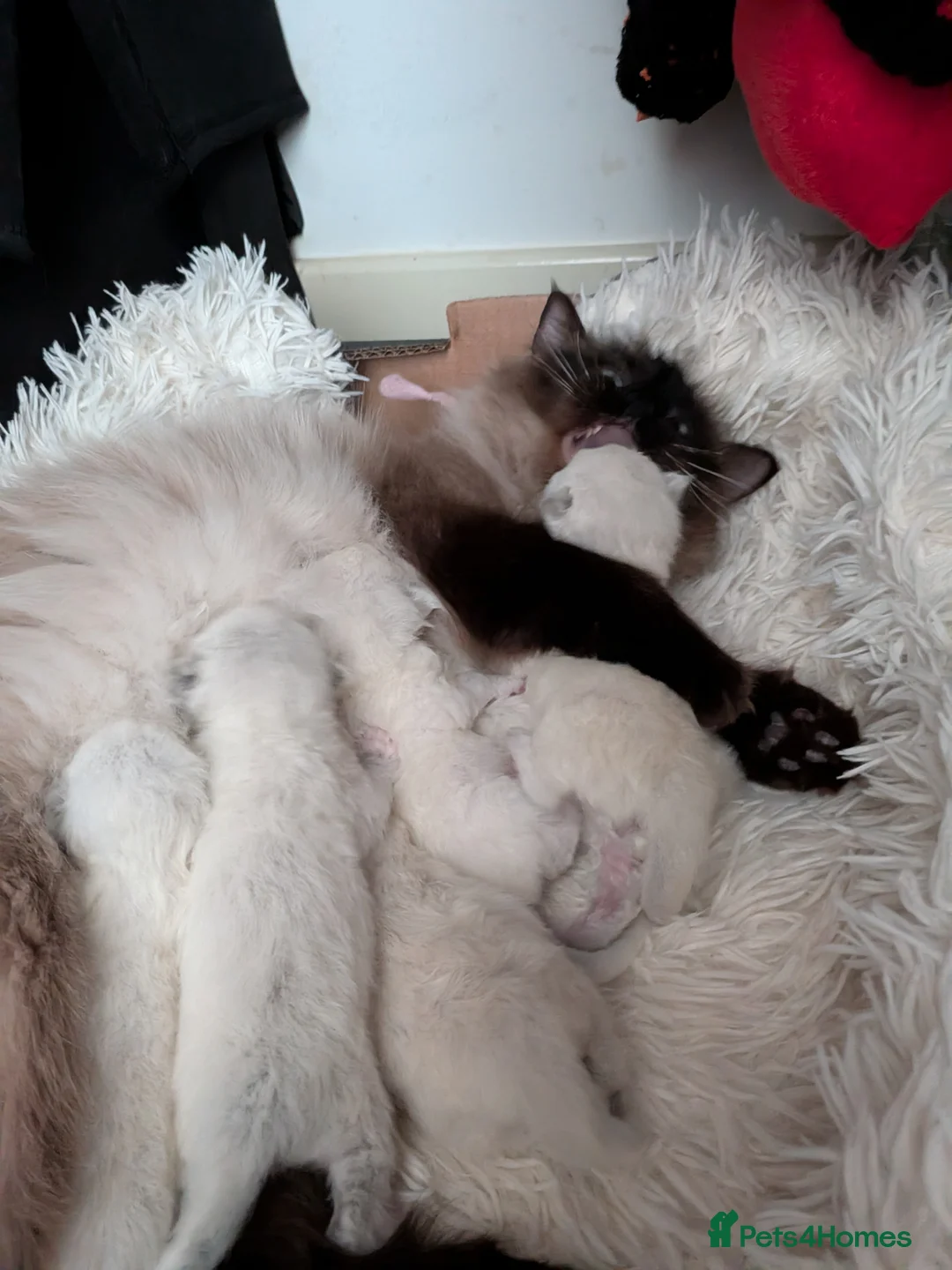 Ragdoll cats for sale: Ragdoll kittens  - Advert 13