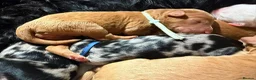 Cavapoo dogs for sale: Stunning Cavapoo x Australian Labradoodle puppies  - Advert 11