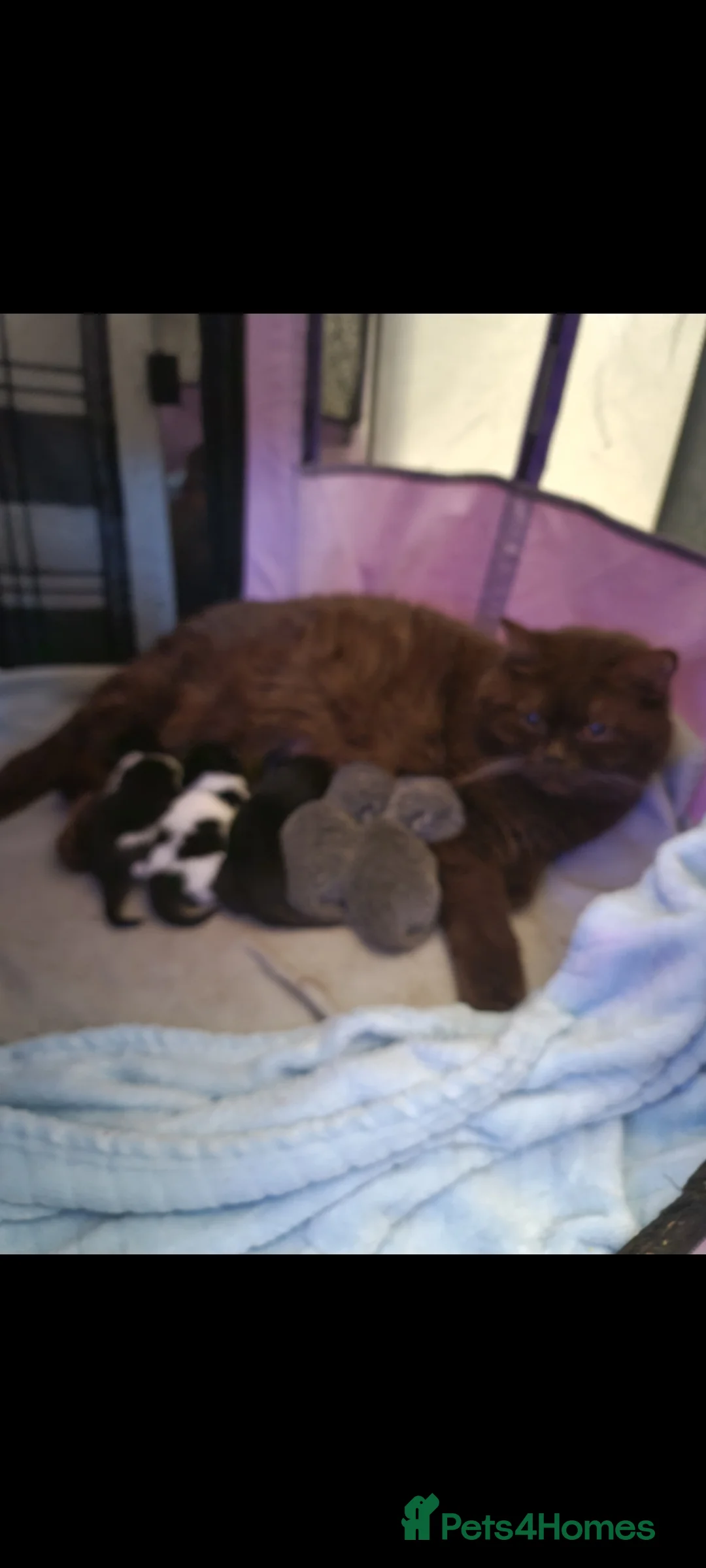 British Shorthair cats for sale: British shorthair kittens  - Advert 2