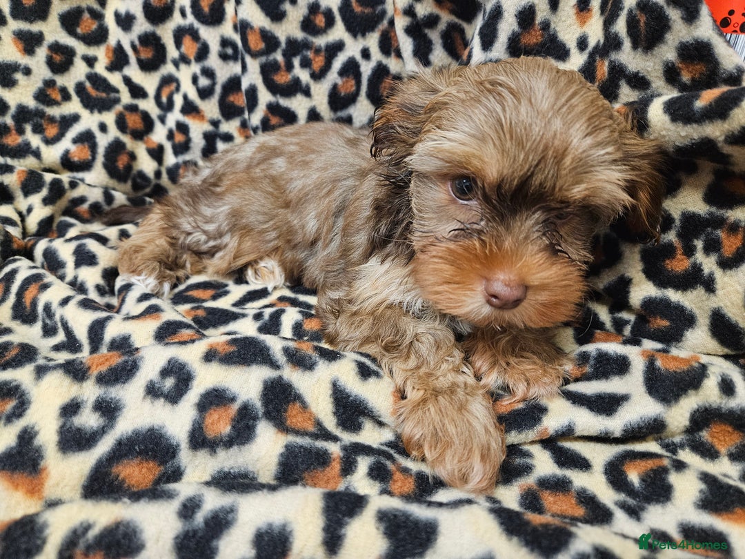 Yorkshire Terrier dogs for sale: 🧡 DNA tested parents 🤎 Chocolate Red boy  - Advert 7