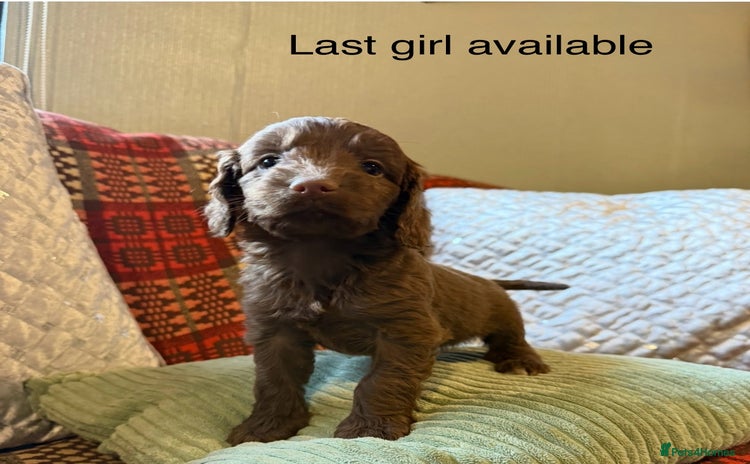 Cockapoo dogs F1 Cockapoo ( health tested parents) - Advert 13