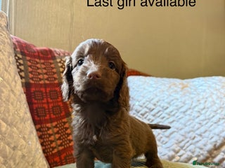 Cockapoo dogs F1 Cockapoo ( health tested parents) - Advert 1