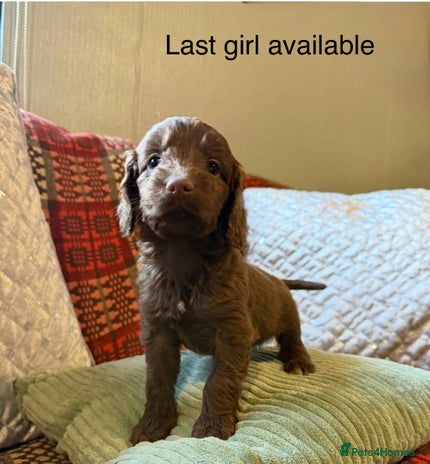 Cockapoo dogs F1 Cockapoo ( health tested parents) - Advert 13