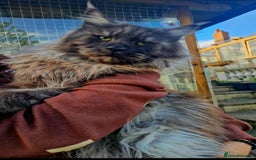Maine Coon cats for sale: Stunnig Maine coon kittens  - Image 17