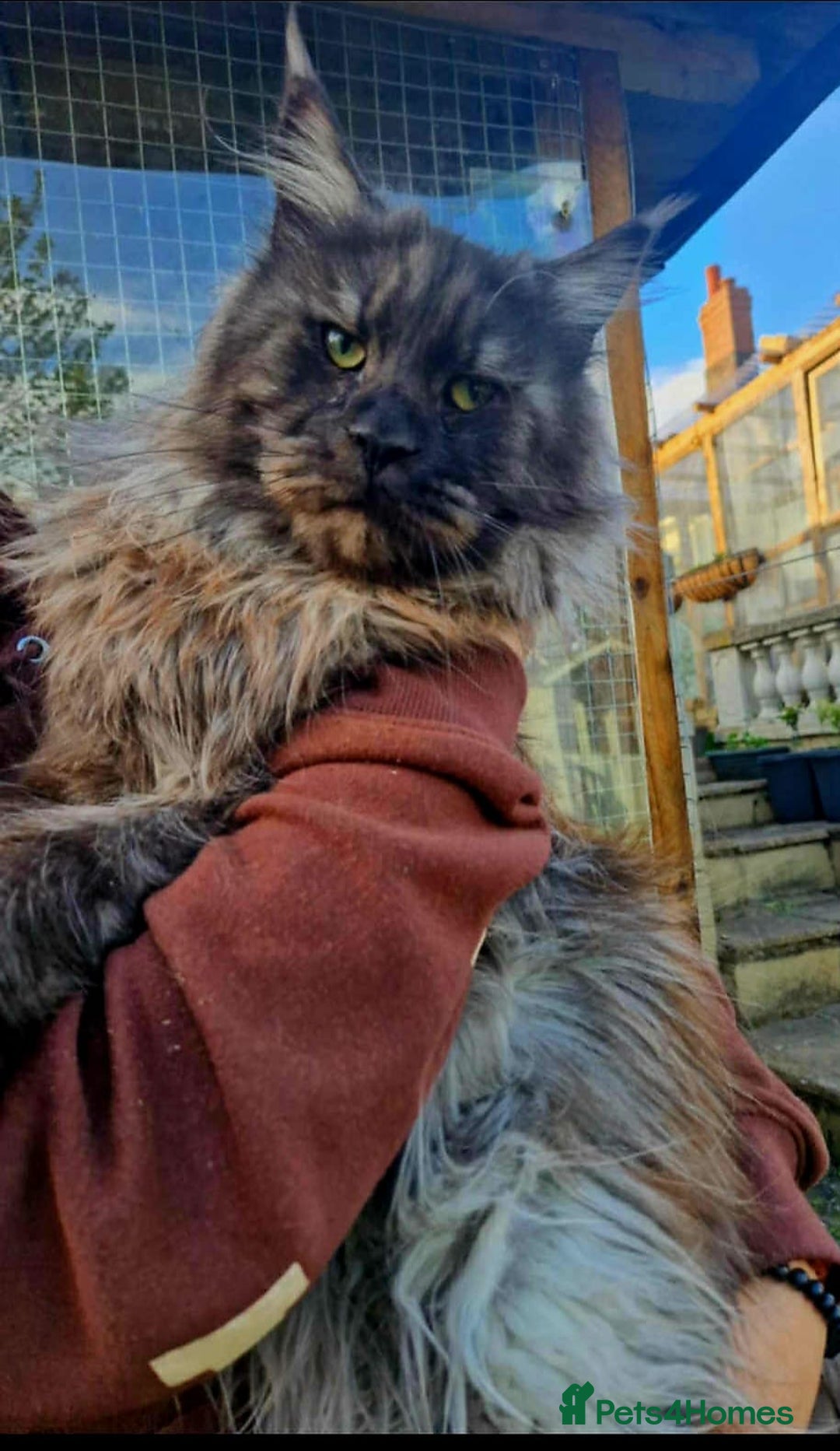 Maine Coon cats for sale: Stunnig Maine coon kittens  - Image 17