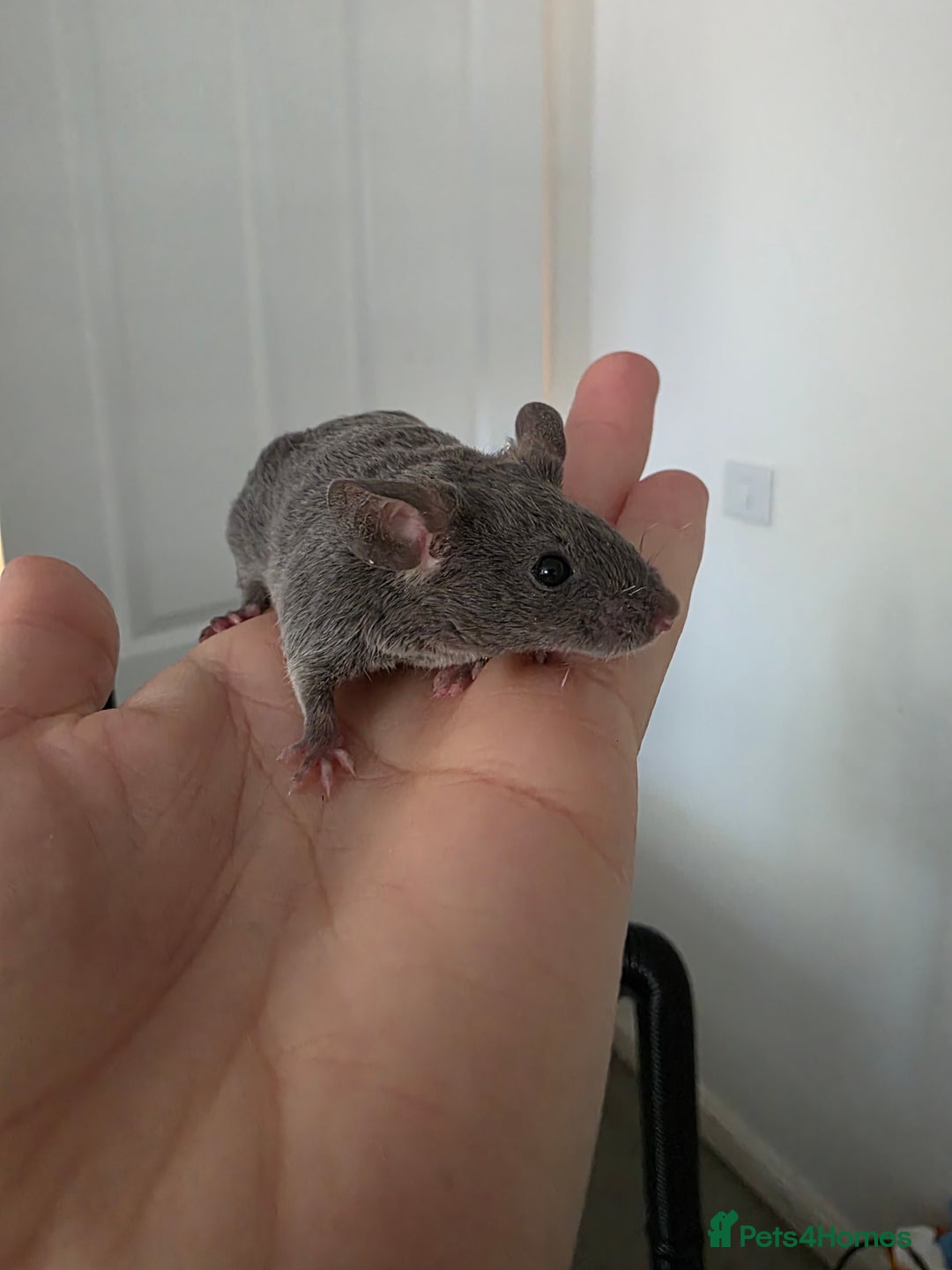 Mouse rodents for sale: 2 boys available  - Advert 3