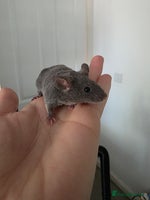 Mouse rodents 3 boys available - Advert 2