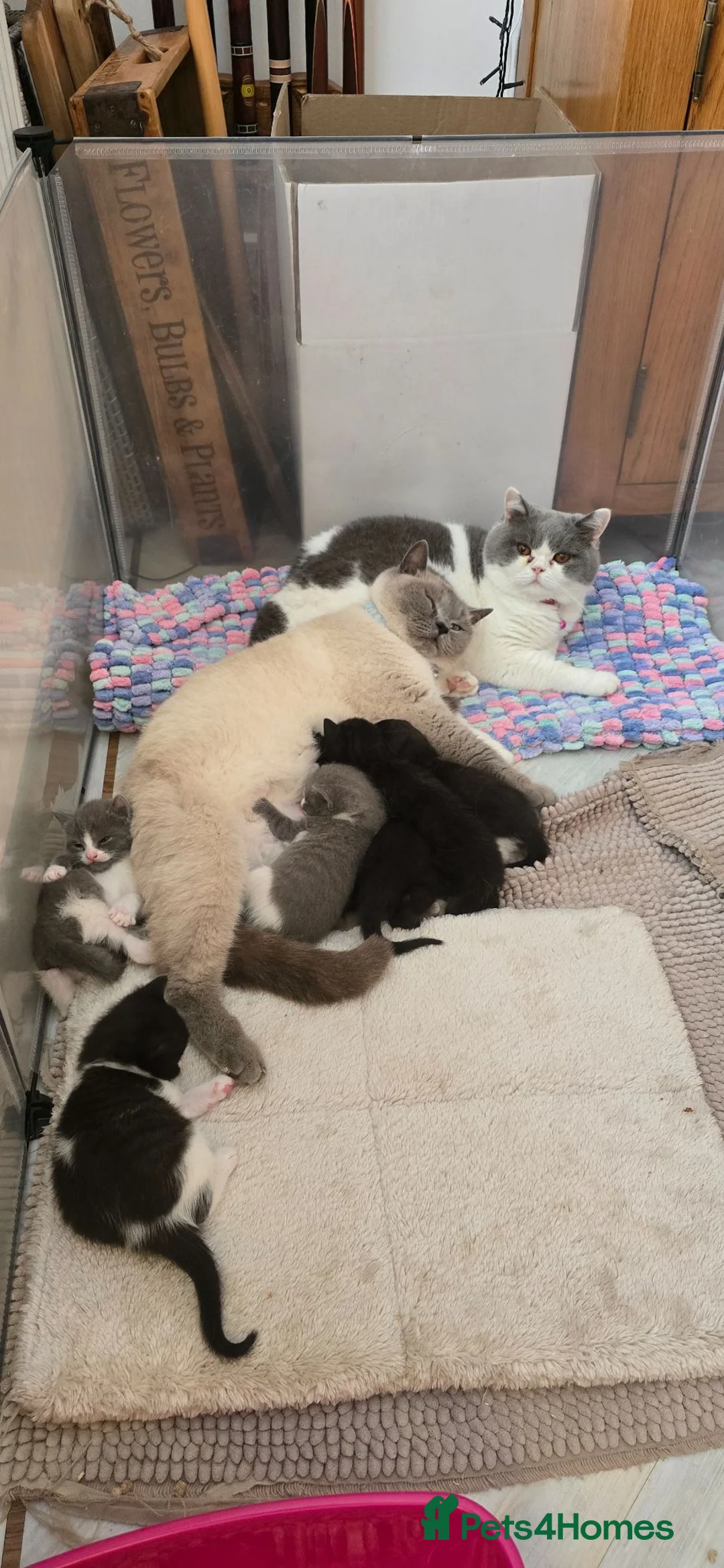 British Shorthair cats for sale: British shorthair half bred kittens - Advert 1